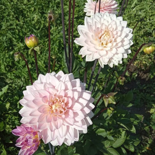 превью изображения отзыва