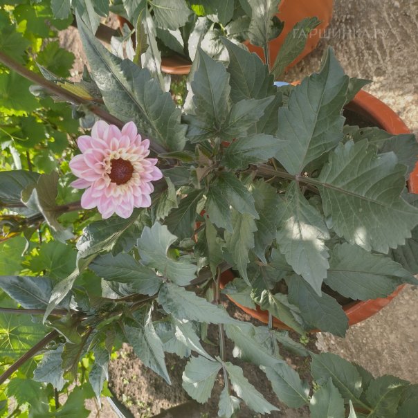 превью изображения отзыва