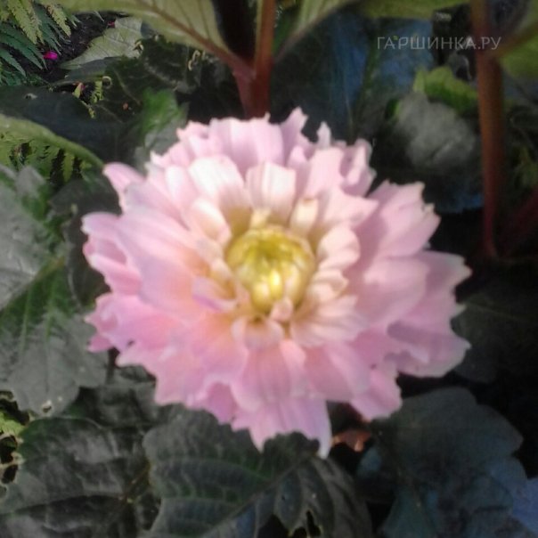 превью изображения отзыва