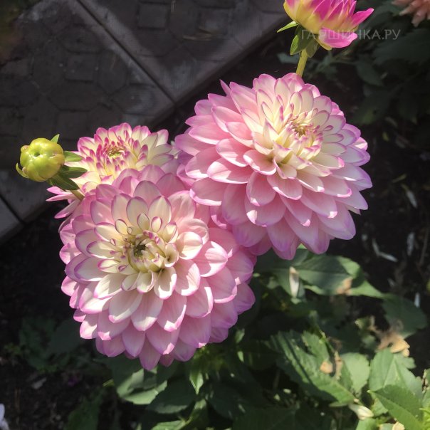 превью изображения отзыва