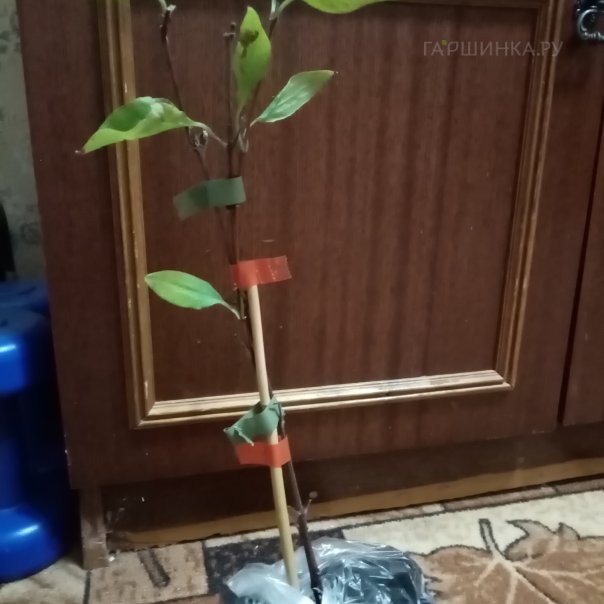 превью изображения отзыва