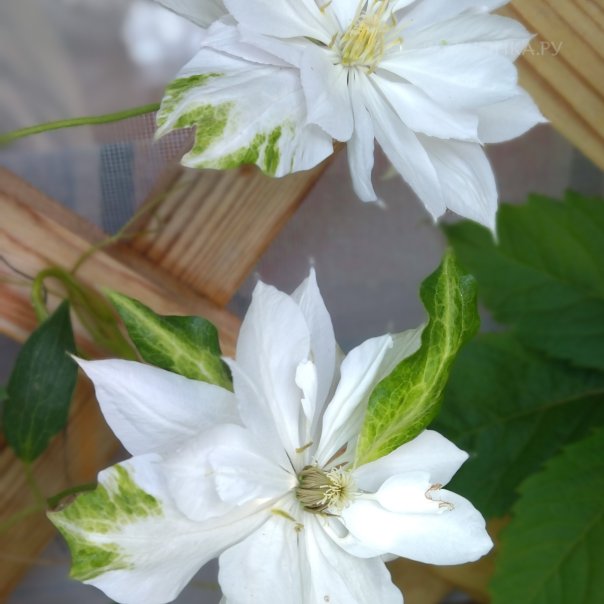 превью изображения отзыва