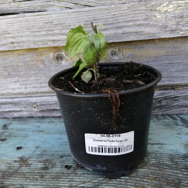 превью изображения отзыва