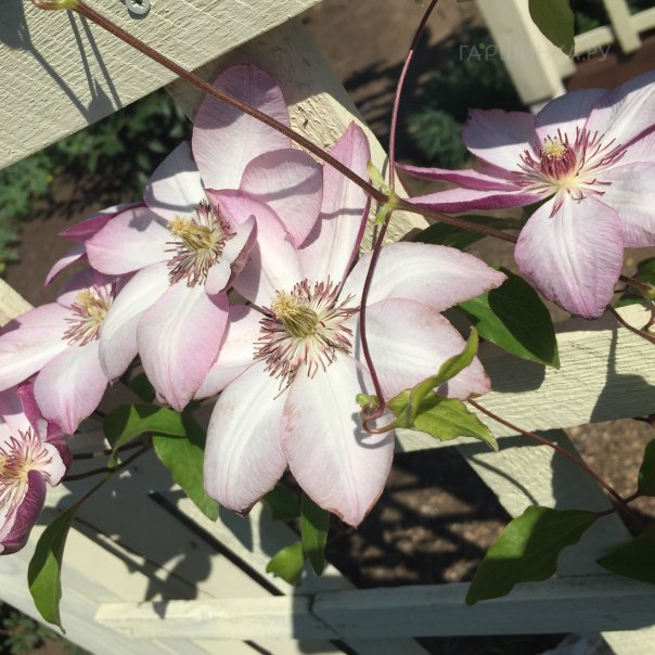 превью изображения отзыва