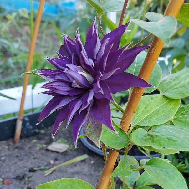 превью изображения отзыва