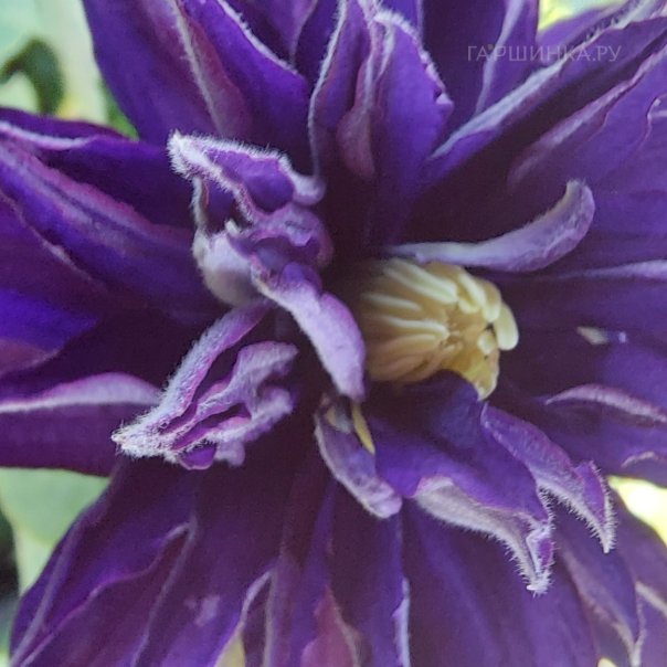 превью изображения отзыва