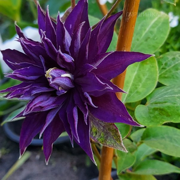 превью изображения отзыва