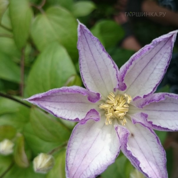 превью изображения отзыва