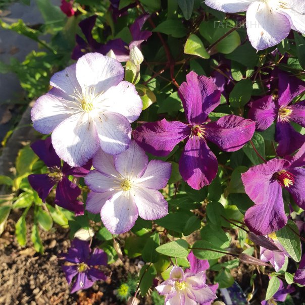 превью изображения отзыва