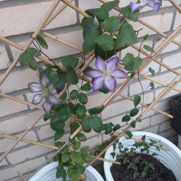 превью изображения отзыва