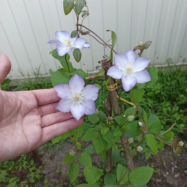 превью изображения отзыва