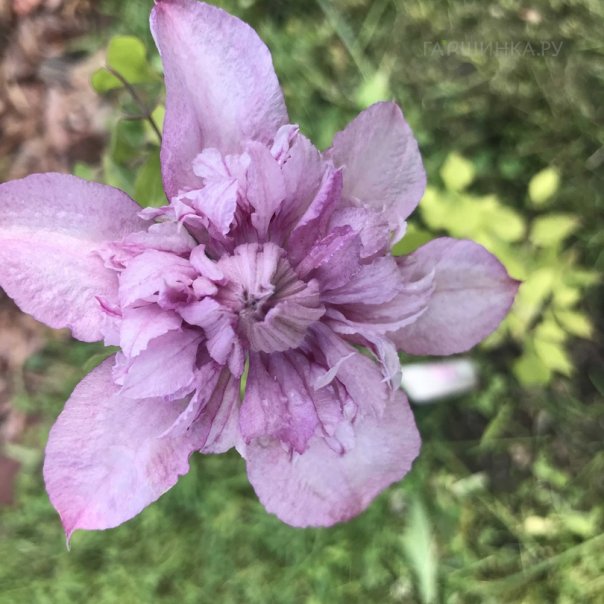 превью изображения отзыва