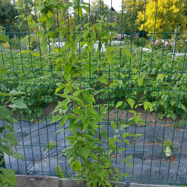 превью изображения отзыва