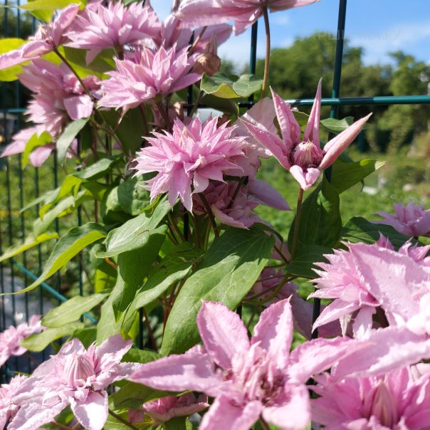 превью изображения отзыва