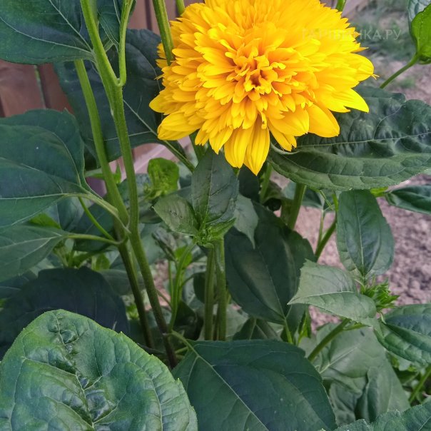 превью изображения отзыва