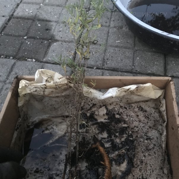 превью изображения отзыва