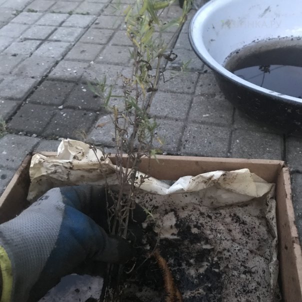 превью изображения отзыва