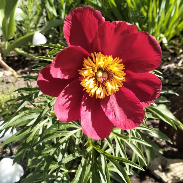 превью изображения отзыва