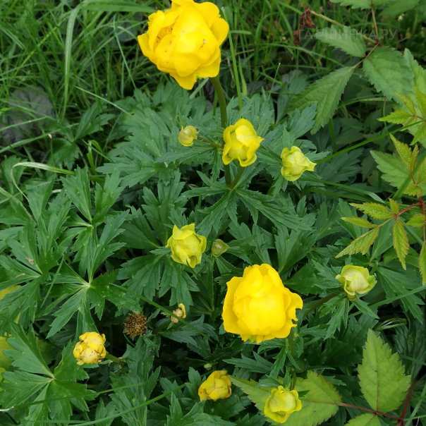 превью изображения отзыва