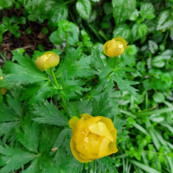 превью изображения отзыва