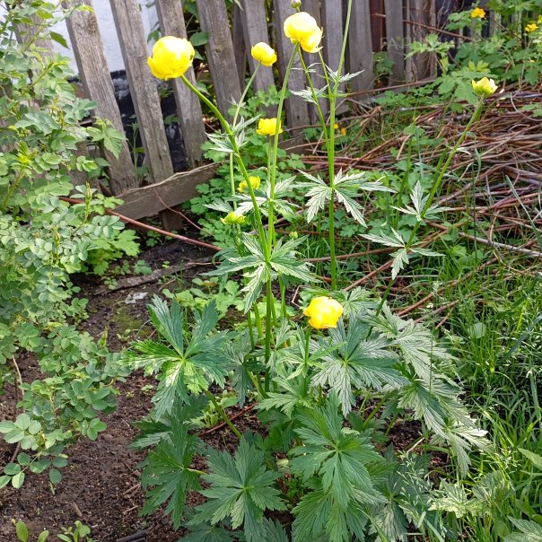 превью изображения отзыва