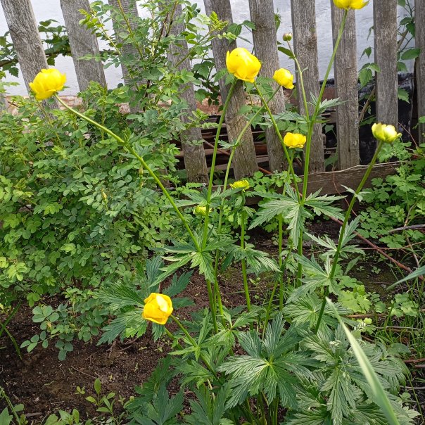 превью изображения отзыва