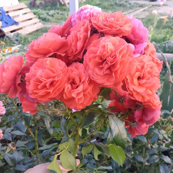 превью изображения отзыва