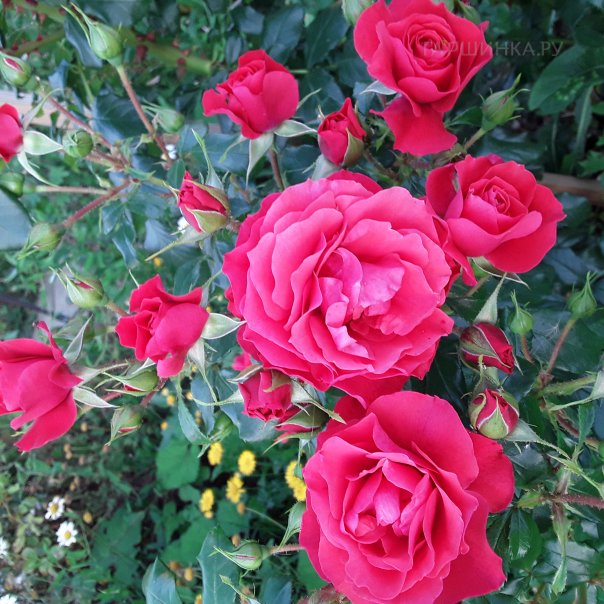 превью изображения отзыва