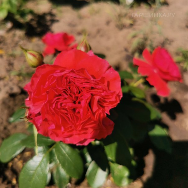 превью изображения отзыва