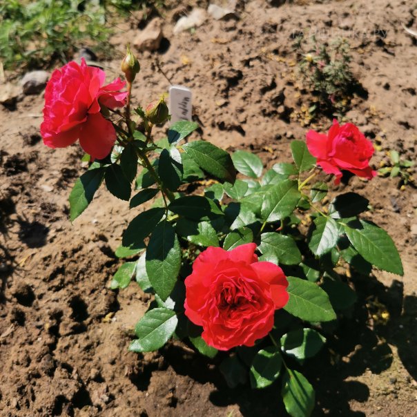 превью изображения отзыва