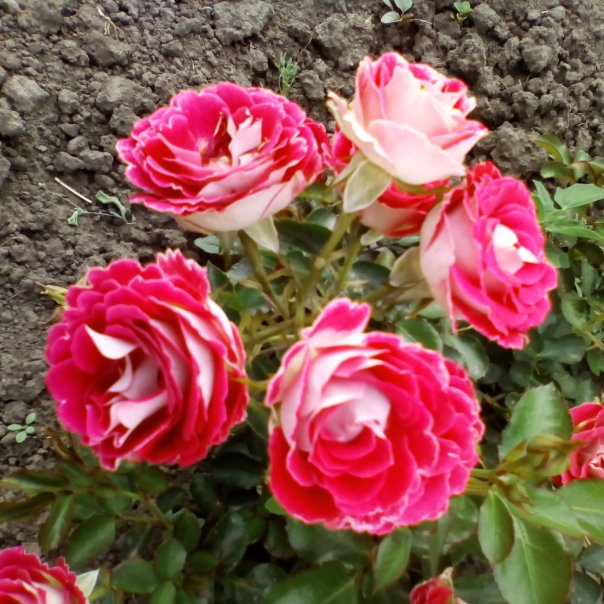 превью изображения отзыва