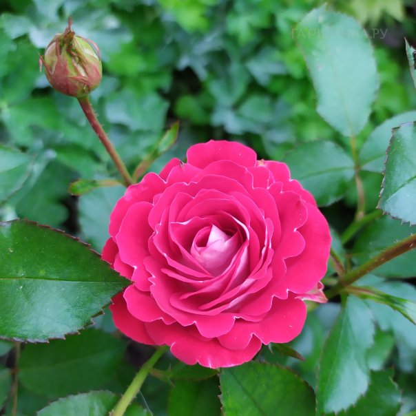 превью изображения отзыва