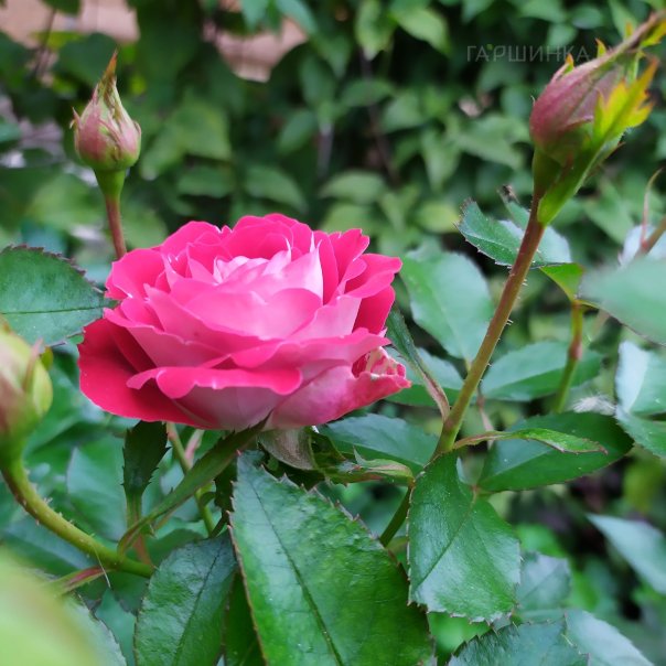 превью изображения отзыва