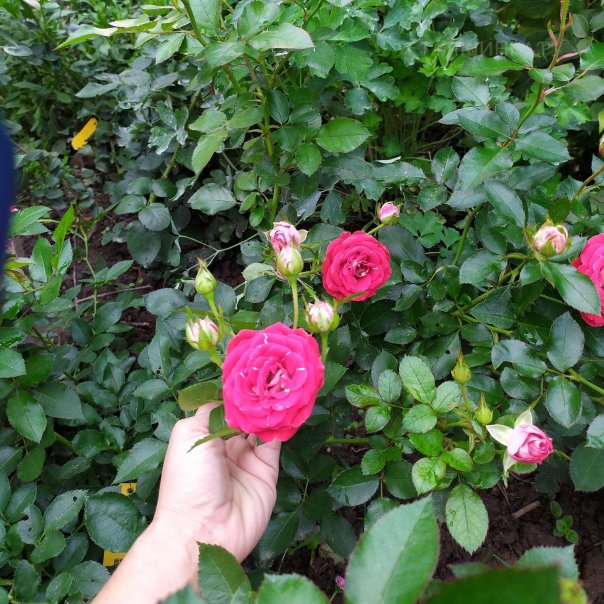 превью изображения отзыва