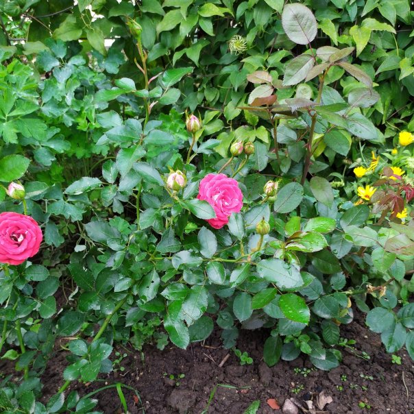 превью изображения отзыва