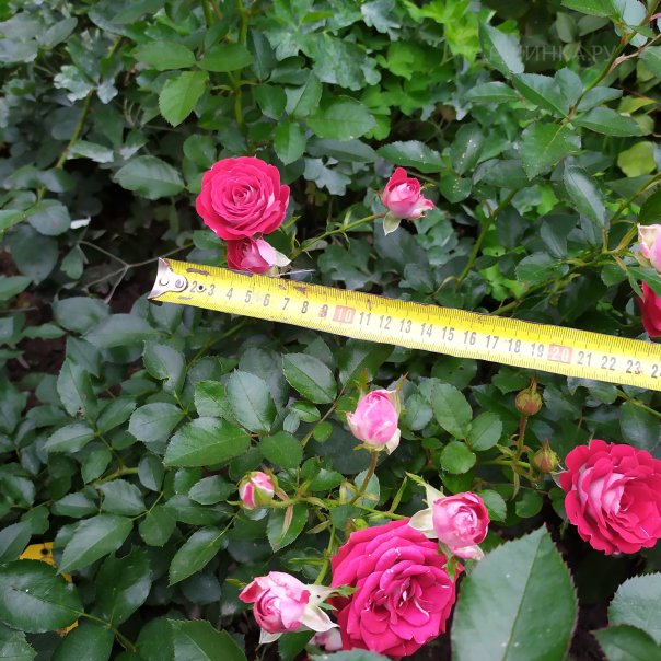 превью изображения отзыва