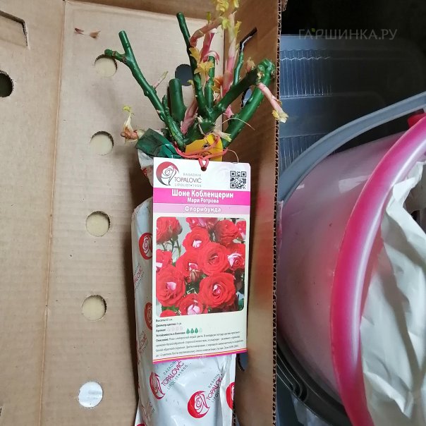 превью изображения отзыва