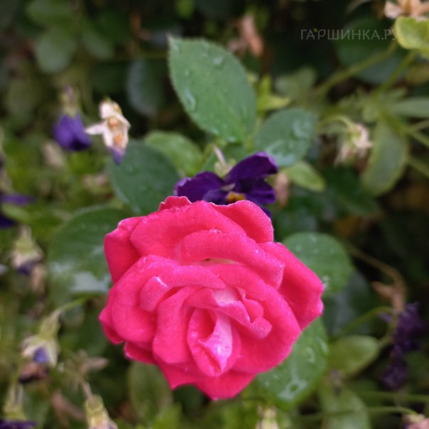 превью изображения отзыва