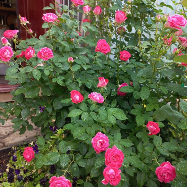 превью изображения отзыва