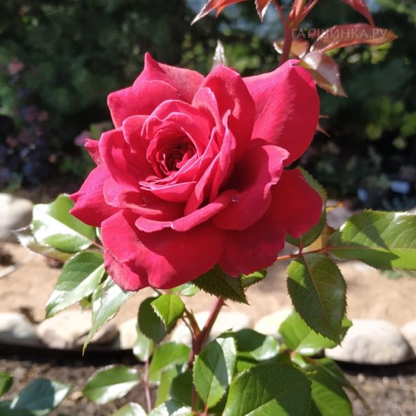 превью изображения отзыва