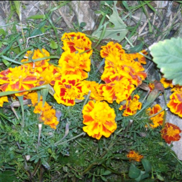 превью изображения отзыва