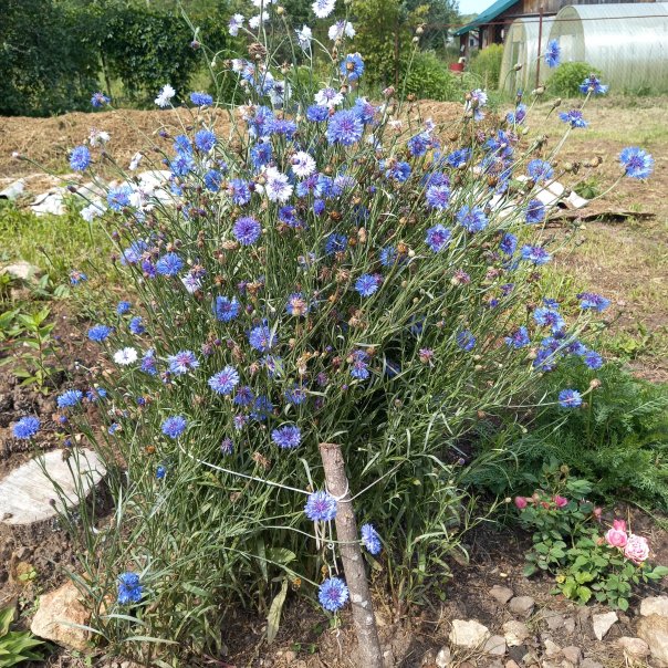 превью изображения отзыва