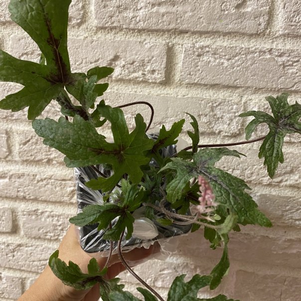 превью изображения отзыва