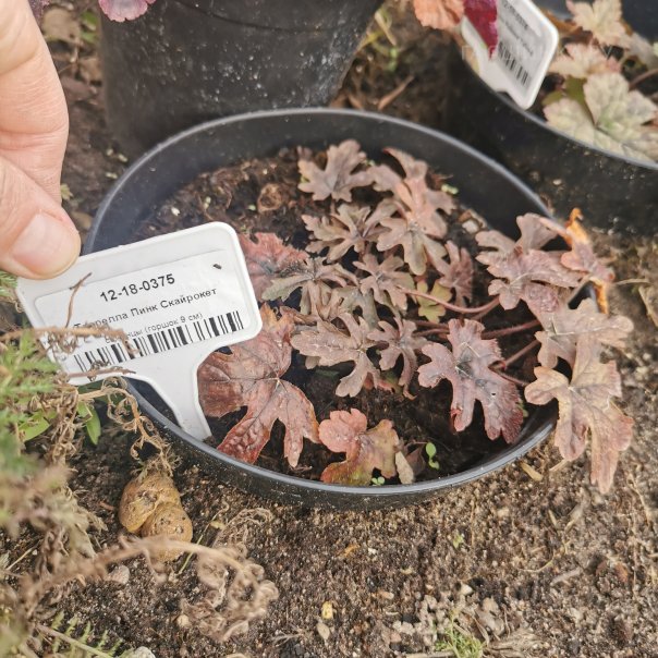 превью изображения отзыва