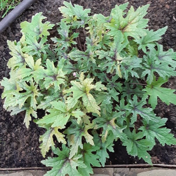 превью изображения отзыва