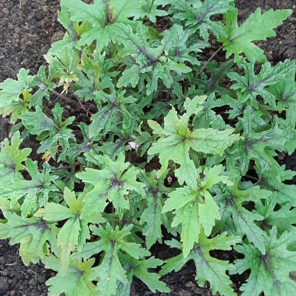 превью изображения отзыва