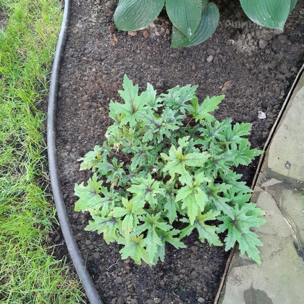 превью изображения отзыва