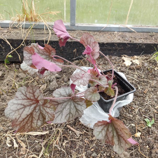 превью изображения отзыва