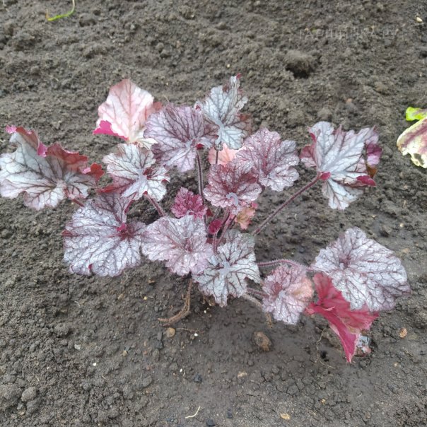 превью изображения отзыва