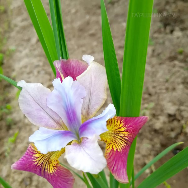 превью изображения отзыва